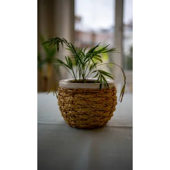 Natural Areca Palm Plant